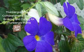 Image result for Thunbergia