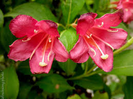 Yellow to reddish brown flowers appear in february and march in iowa. Pin By Snavely S Garden Corner On Flowering Shrubs Flowering Shrubs Full Sun Flowering Shrubs How To Attract Hummingbirds