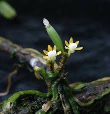 Image result for Taeniophyllum