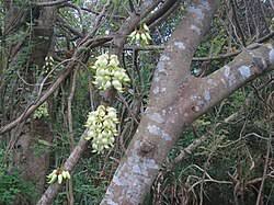 Image result for Mucuna glabrialata