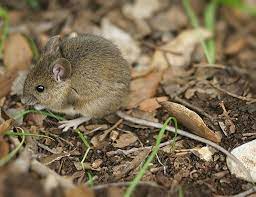 Yellow Necked Field Mouse Life Expectancy