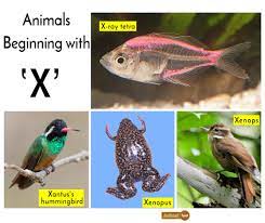 This activity will strengthen their spelling skills by challenging their young minds. Animals That Start With X