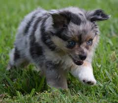 Videos you watch may be added to the tv's watch history and influence tv recommendations. Lil Dawg Shepherds Welcome
