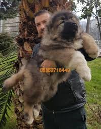 Ovcharka Kafkas Coban Yavrulari Satilik Kopekler Kopek Coban Kopegi