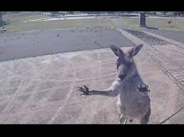 Curious Kangaroo Charges Paraglider Kangaroo Cool Photos Australian Capital Territory