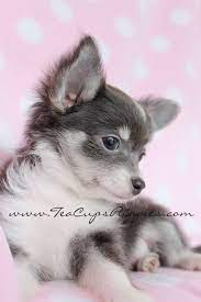 Helping you and your chihuahua live the best life ever together. 47 Blue Chihuahuas Ideas Chihuahua Puppies Cute Chihuahua Chihuahua Love