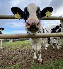 Dairy Cows Viva The Vegan Charity