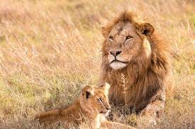 Jan 07, 2021 · en la actualidad, los leones (panthera leo) están considerados como vulnerables, según la lista roja de la unión internacional para la conservación de la naturaleza (uicn) y la ley de especies en peligro de extinción de ee uu. Donde Viven Los Leones