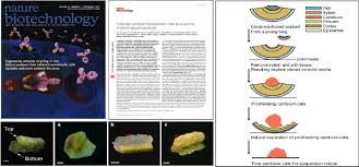 Plant cell, tissue, and organ cultures represent attractive alternatives to medicinal plants as sources of these valuable products. First Successful Isolation Of Undifferentiated Plant Stem Cells In The World Plant Stem Cell Bank Shenzhen Plant Intelligence Plant Stem Cell Institute