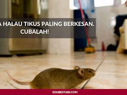 Meski dayanya hanya tidak lebih dari satu watt, tapi mujarab untuk menghalau dan menghalangi tikus untuk masuk ke. 17 Petua Halau Tikus Paling Berkesan Cubalah Edu Bestari