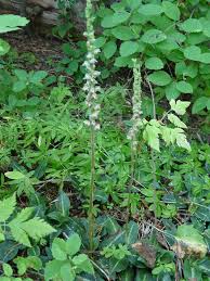 Image result for Goodyera