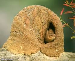Birds That Make Mud Nests On Houses Ovenbird S Nest The Ovenbird Builds Earthen Nests In Trees Collecting Mud Dung To Create A Bowl Shaped Like An Oven Tha Bird Nest Pet Birds Bird Species