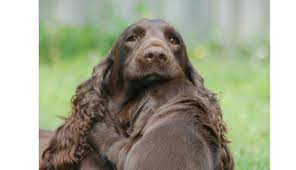 New litter of english springer spaniel puppies! Killara Field Spaniels Killara Field Spaniels