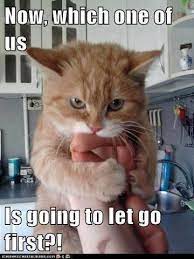 Feisty Kitty Cat Memes Crazy Cats Cats Funny Cats