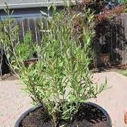 Choose a substrate that is adequate for growing the lycium tree, like mediterranean plant or citrus plant soil mix. Goji Berry Shrub Grow Your Own Fruit At Home Plantingtree
