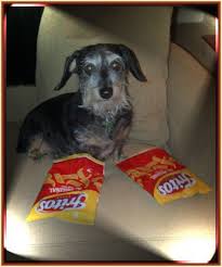 21 Amazing Facts About Dogs That Will Strike Your Mind Dog Facts Dog Science Cat Facts