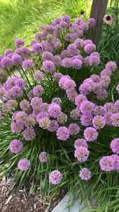 Bees Love Allium Millenium Allium Bees Japanese Garden Japanese Garden Backyard Japanese Garden Des Garden Design Herbaceous Border Cottage Garden Design