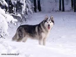 They are similar to other arctic, husky, and spitz breeds such as the greenland dog, canadian eskimo dog, the siberian husky, and the samoyed. Alaskan Malamute