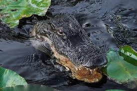 Florida Man Wrestles Alligator Attacking His 8 Month Old Puppy