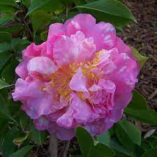 Massee Lane Plant Growth Camellia Flower Flowers