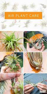Air Plant Care 101 Hunker Air Plants Care Plant Care Houseplant Plant Care