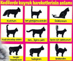 Kedilerin Beden Dili Turkiye Nin Etkinlik Platformu Shall We