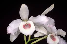 Allora cliccate sui titoli che vi interessano. Dendrobium Consigli Coltivazione E Cura Dell Orchidea Bambu