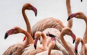 Use our flamengo camisas era adidas tier list template to create your own tier list. Tierpark Hagenbeck Rosa Flamingo Steckbrief