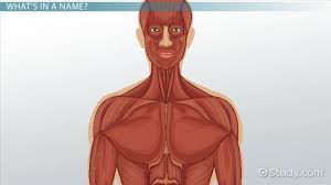 Attached to the bones of the skeletal system are about 700 named muscles that make up roughly half of a person's body weight. How Muscles Are Named Video Lesson Transcript Study Com