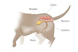 The bladder is generally about the size of a lemon for small dogs and can be as big as a grapefruit for big dogs. Surgery Stat Pinch And Flush Relieving Urethral Obstructions In Male Dogs