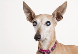 Yes there are some dogs that just know. Signs Your Pet May Have Glaucoma Or Cataracts Aera Blog