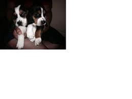 Our basset hound puppies are sold with limited registration as family pets in most cases. Gorgeous Basset Hound Puppies For Sale In San Antonio Texas Classified Americanlisted Com