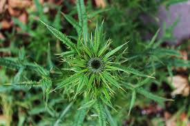 It presents descriptions and pictures of some of the most common weeds, and it provides references for other weeds that are not in this publication. Hd Wallpaper Thistle Weed Bites Stinging Plant Nature Spikes Meadow Wallpaper Flare
