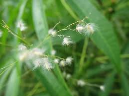Image result for Melinis repens