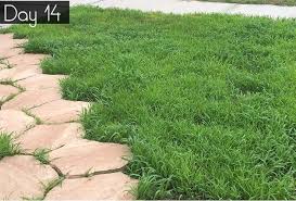 Nov 19, 2013 · seeding is the easiest and cheapest way to establish a new lawn. How To Grow Grass From Seed In Florida Like A Pro My Design Rules