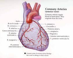 Relation of diagonal ear lobe crease to the presence, extent, and severity of coronary artery disease. Number Of Diagonal Arteries Arterial Supply Of The Heart Right And Left Coronary Artery Bertawewevqepy