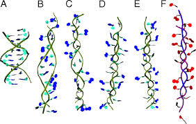 Dna is composed of two strands of nucleotides running in opposite directions. On Structural Transitions Thermodynamic Equilibrium And The Phase Diagram Of Dna And Rna Duplexes Under Torque And Tension Pnas