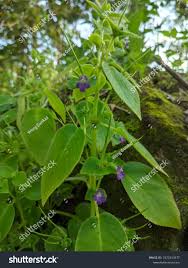 Image result for Nelsonia canescens