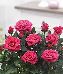 My beautiful new rosier miniature rose bush. Rosier Miniature Rose Fonce