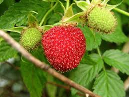Image result for Rubus
