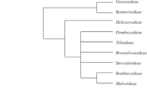 Image result for Malvaceae: Byttnerioideae, Helicteroideae