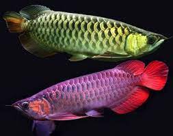 Ikan Hias Air Laut Ikan Hias Air Tawar Terindah Ikan Hias Air Tawar Yang Bisa Dicampur Ikan Hias Spesies Perwakilan Ikan Hia Ikan Ikan Akuarium Ikan Tropis