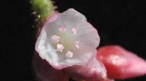 Image result for Persicaria strigosa