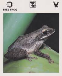 Though we are starting to see a little fall color along the trails, the majority of the trees and other plant life remain green or showing signs of the draught conditions, except the sumacs; Tree Frog Gallery Trading Card Database