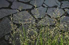Image result for Eragrostis friesii