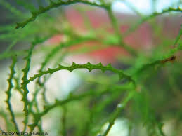 Image result for Najas horrida