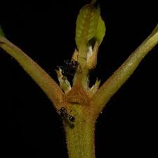 Image result for Leptactina involucrata