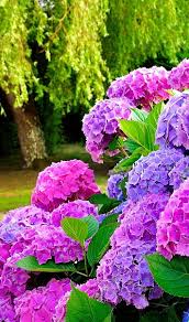 Pin On Hydrangea