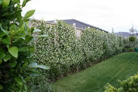 Check spelling or type a new query. Pin By Nina Chouinard On Landscape Jardin Des Plantes Fence Landscaping Garden Vines Plants