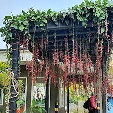 Image result for Thunbergia mysorensis